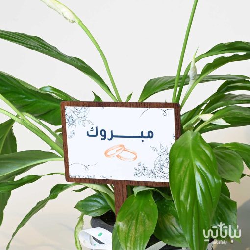 هدية الزواج نبتة الاشرعة البيضاء وتشوكلت مغلف
