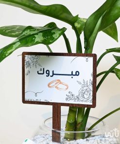 هدية مبروك الزواج نبتة اجلونيما وتشوكلت مغلف
