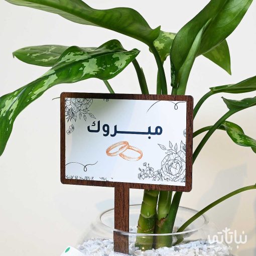 هدية مبروك الزواج نبتة اجلونيما وتشوكلت مغلف