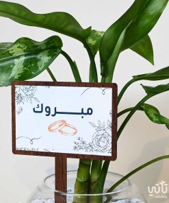 هدية مبروك الزواج نبتة اجلونيما وتشوكلت روكي بايتز