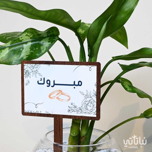 هدية مبروك الزواج نبتة اجلونيما وتشوكلت روكي بايتز
