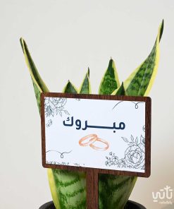 هدية الزواج نبتة جلد النمر وتشوكلت سولتد كراميل