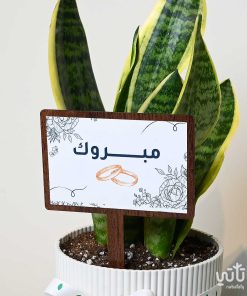 هدية مبروك الزواج نبتة جلد النمر وتشوكلت بلجيكي