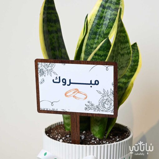 هدية مبروك الزواج نبتة جلد النمر وتشوكلت بلجيكي