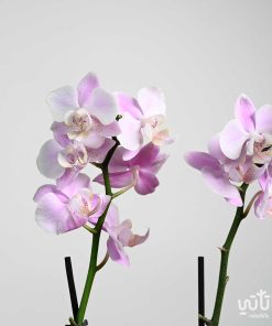 هدية نبتة الاوركيد البنفسجي