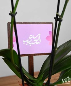 هدية نبتة الاوركيد البنفسجي