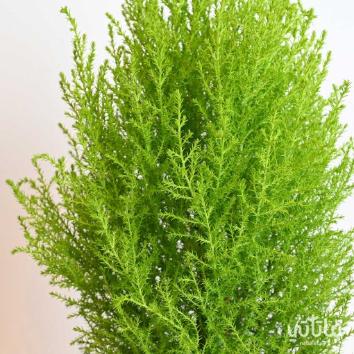 نبتة السرو العطري
