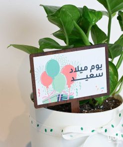 هدية يوم الميلاد نبتة البوتس وتشوكلت روكي بايتس