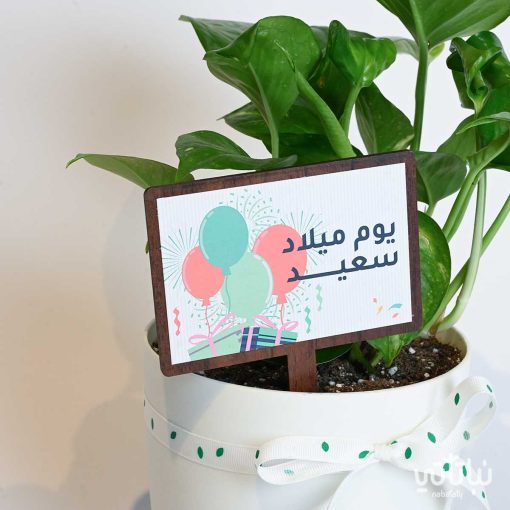 هدية يوم الميلاد نبتة البوتس وتشوكلت روكي بايتس