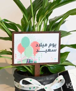 هدية يوم الميلاد نبتة الاشرعة البيضاء وتشوكلت سولتد كراميل
