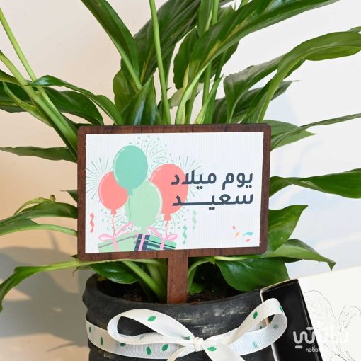 هدية يوم الميلاد نبتة الاشرعة البيضاء وتشوكلت سولتد كراميل