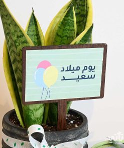 هدية يوم الميلاد نبتة جلد النمر وتشوكلت مغلف
