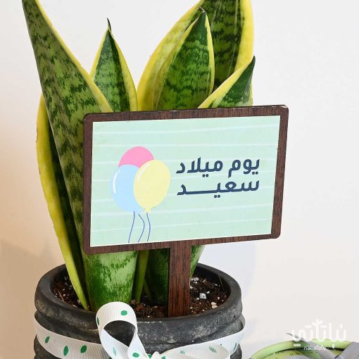 هدية يوم الميلاد نبتة جلد النمر وتشوكلت مغلف