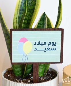 هدية يوم الميلاد نبتة جلد النمر وتشوكلت كرسبي