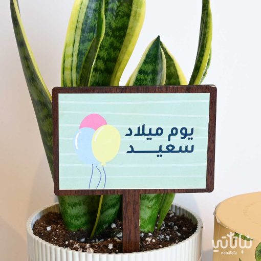 هدية يوم الميلاد نبتة جلد النمر وتشوكلت كرسبي