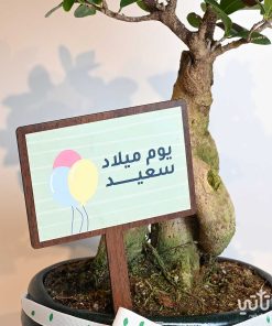 هدية يوم الميلاد نبتة البونساي وتشوكلت روكي بايتس