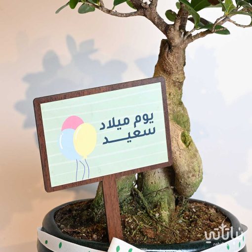 هدية يوم الميلاد نبتة البونساي وتشوكلت روكي بايتس