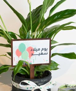 هدية يوم الميلاد نبتة الاشرعة البيضاء وتشوكلت مغلف