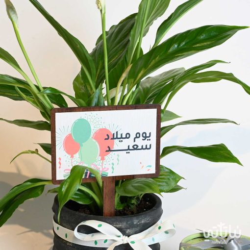 هدية يوم الميلاد نبتة الاشرعة البيضاء وتشوكلت مغلف