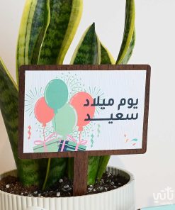 هدية يوم الميلاد نبتة جلد النمر وتشوكلت بلجيكي