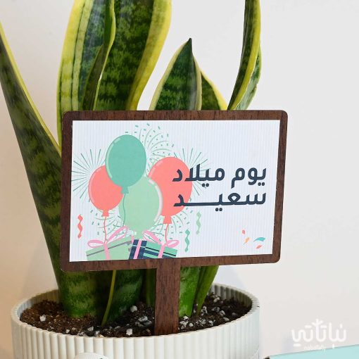 هدية يوم الميلاد نبتة جلد النمر وتشوكلت بلجيكي