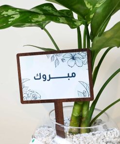 هدية مبروك نبتة اجلونيما وتشوكلت مغلف