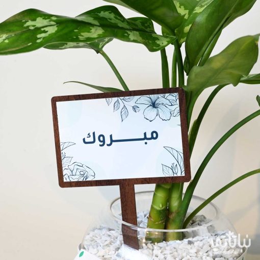 هدية مبروك نبتة اجلونيما وتشوكلت مغلف