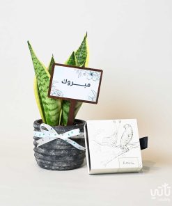 هدية مبروك نبتة جلد النمر وتشوكلت سولتد كراميل