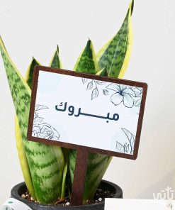 هدية مبروك نبتة جلد النمر وتشوكلت سولتد كراميل