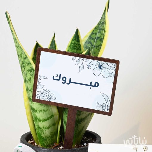 هدية مبروك نبتة جلد النمر وتشوكلت سولتد كراميل