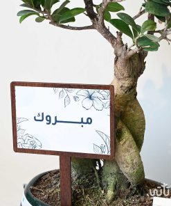 هدية مبروك نبتة البونساي وتشوكلت سولتد