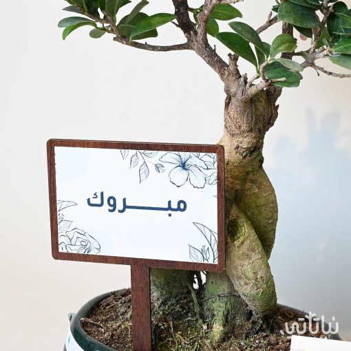 هدية مبروك نبتة البونساي وتشوكلت سولتد