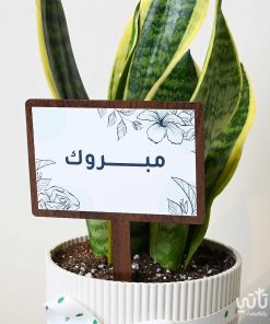 هدية مبروك نبتة جلد النمر وتشوكلت روكي بايتس