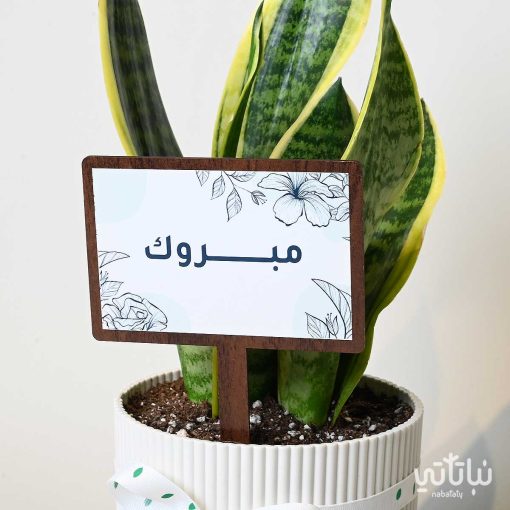 هدية مبروك نبتة جلد النمر وتشوكلت روكي بايتس