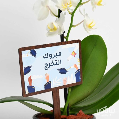 هدية مبروك التخرج نبتة الأوركيد وتشوكلت مغلف