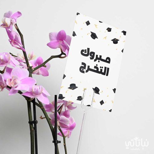 هدية مبروك التخرج نبتة الاوركيد وتشوكلت روكي بايتس