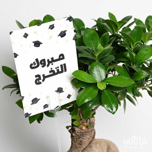 هدية مبروك التخرج نبتة البونساي وتشوكلت مغلف