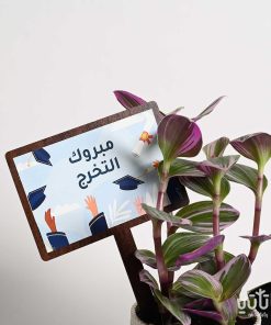 هدية مبروك التخرج نبتة الترادسكانتيا و تشوكلت بلجيكي