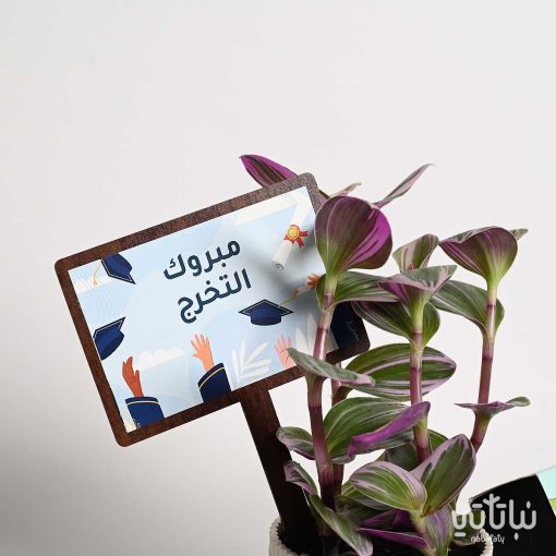 هدية مبروك التخرج نبتة الترادسكانتيا و تشوكلت بلجيكي