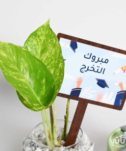 هدية مبروك التخرج نبتة البوتس وتشوكلت مغلف