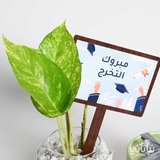 هدية مبروك التخرج نبتة البوتس وتشوكلت مغلف