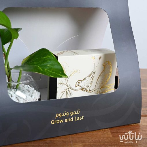 هدية عيد الأضحى نبتة البوتس مع تشوكلت بلجيكي