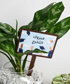 هدية مبروك التخرج نبتة الاجلونيما وتشوكلت مغلف
