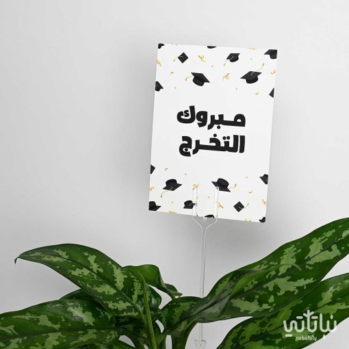 هدية مبروك التخرج نبتة الاجلونيما وتشوكلت مغلف