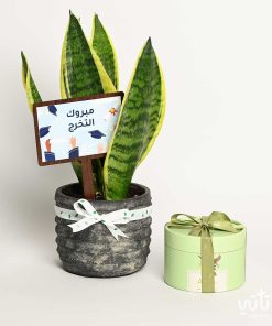 هدية مبروك التخرج نبتة جلد النمر