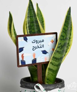 هدية مبروك التخرج نبتة جلد النمر