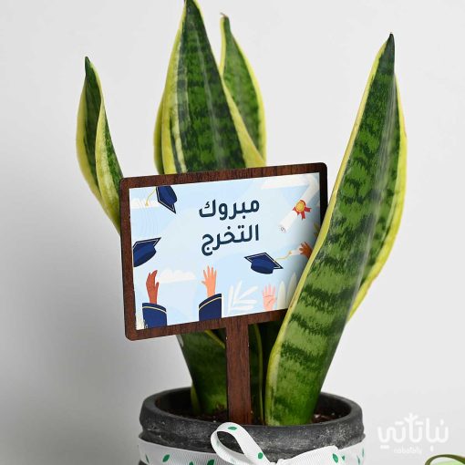 هدية مبروك التخرج نبتة جلد النمر