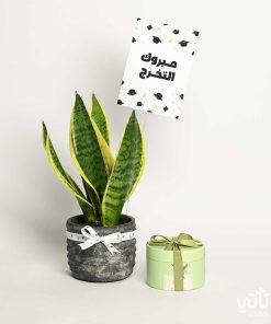 هدية مبروك التخرج نبتة جلد النمر