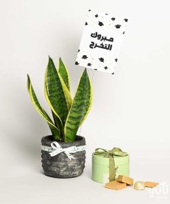 هدية مبروك التخرج نبتة جلد النمر