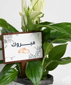 هدية الزواج نبتة الاشرعة البيضاء وتشوكلت كرسبي